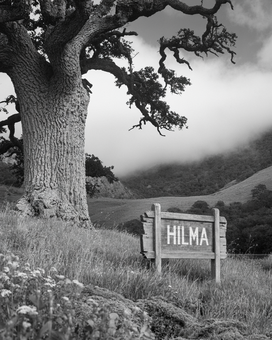 Black-and-white landscape with a gnarled oak tree and a wooden sign reading 'HILMA'
